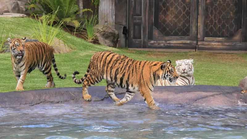 Investigation after theme park handler mauled by tiger