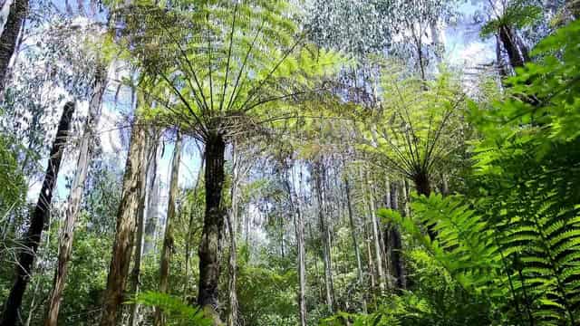 PM criticised for walking back from environment pledge