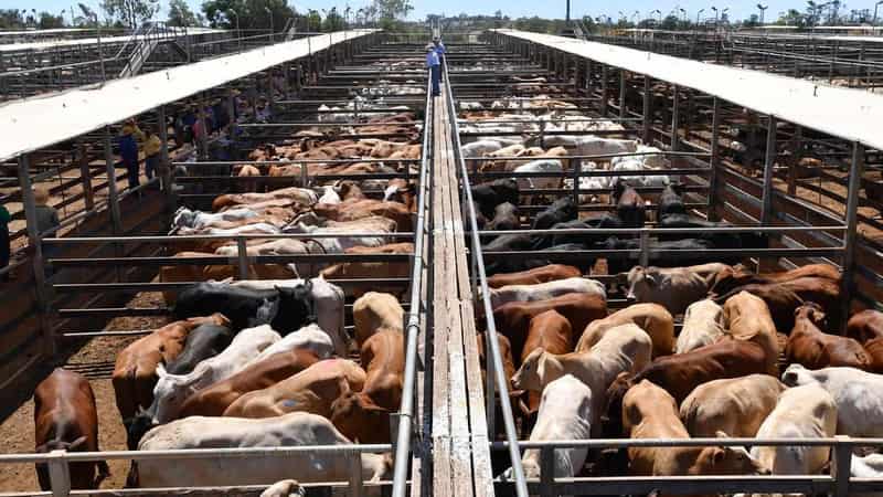 Rising livestock prices behind agricultural growth