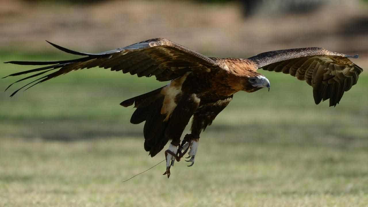 Woman, 84, who abused wild birds dies before sentencing