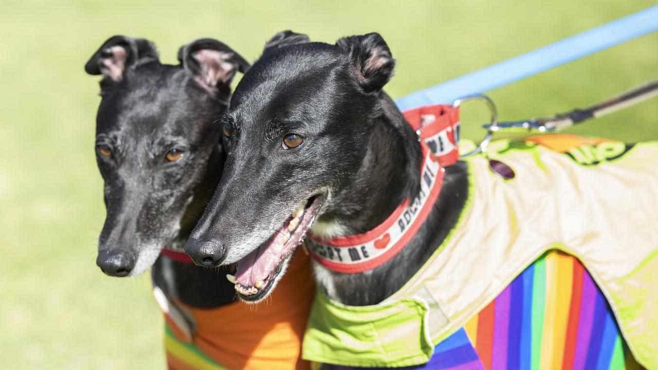 Claims greyhound 'boiled to death' on tarmac rejected