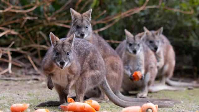 Nation failing to pull species back from brink: report