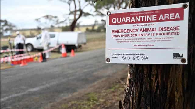 Fight to keep deadly avian influenza strain at bay