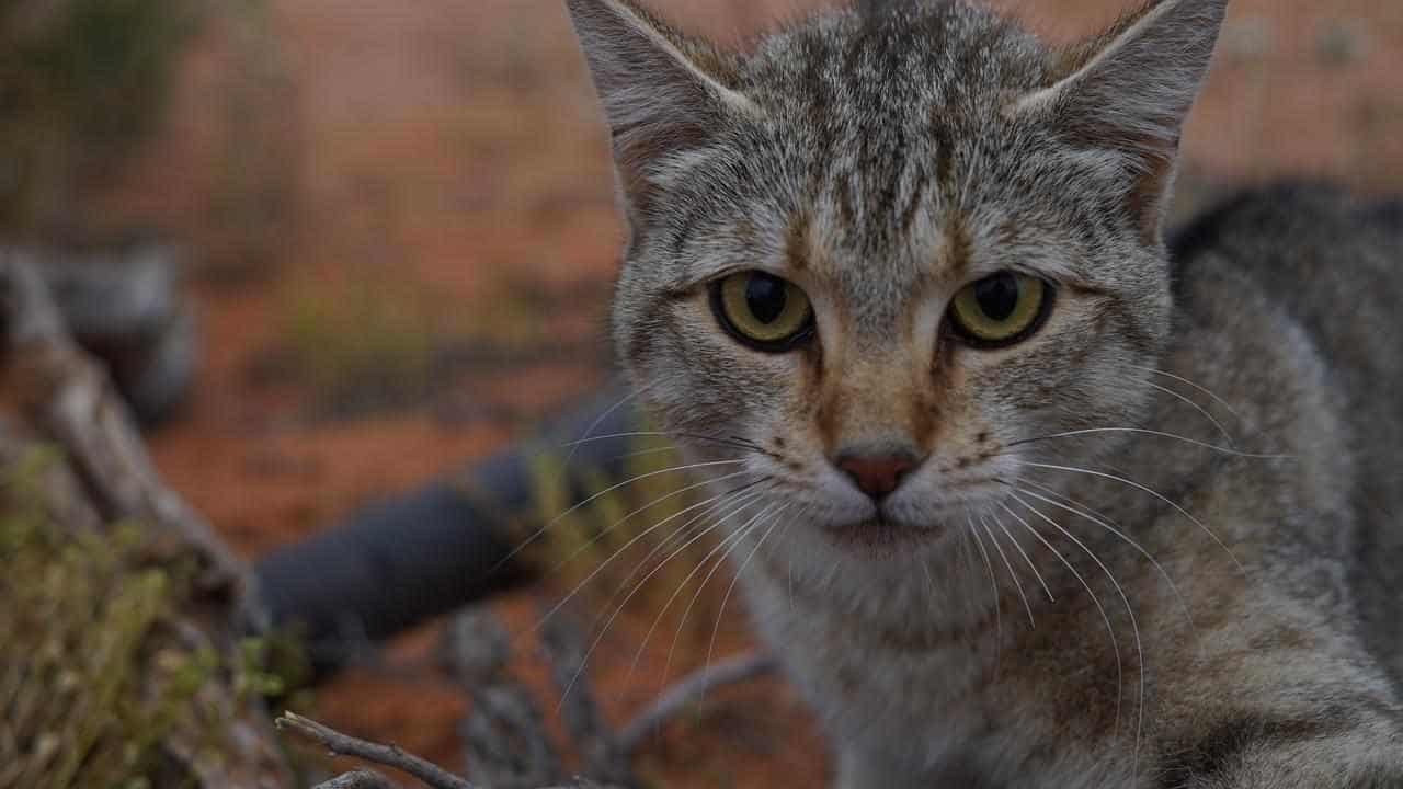 Invasive species breeding billion-dollar pest threat