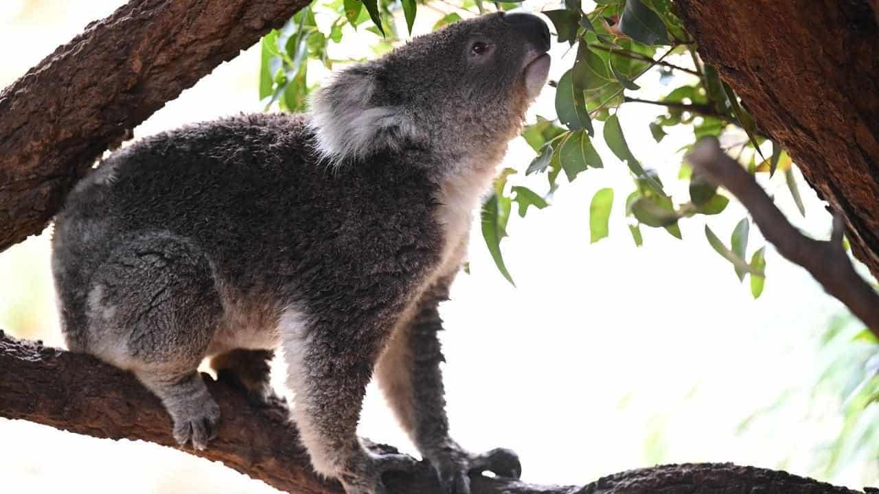 Death most likely outcome for koalas in care: vet data