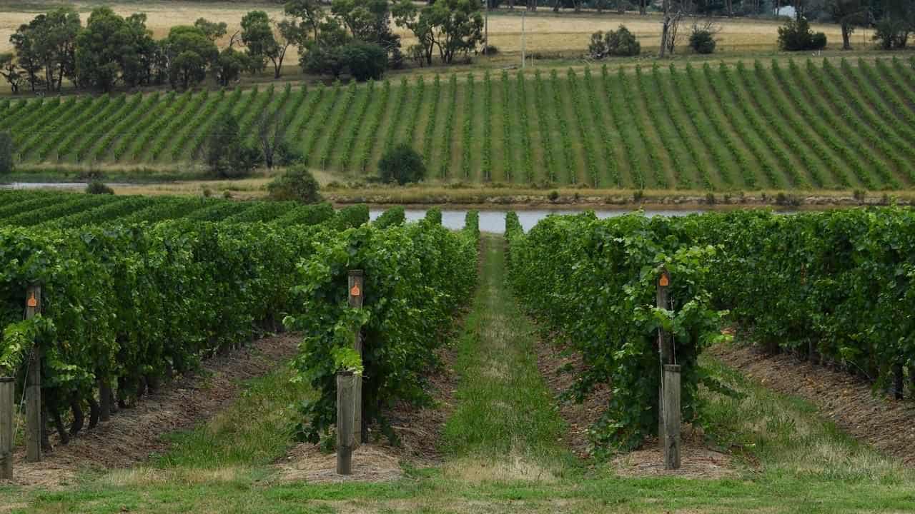 Duo charged over $20 million vineyard fraud scam