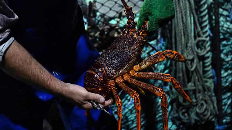 China pledges more trade access but lobster ban remains