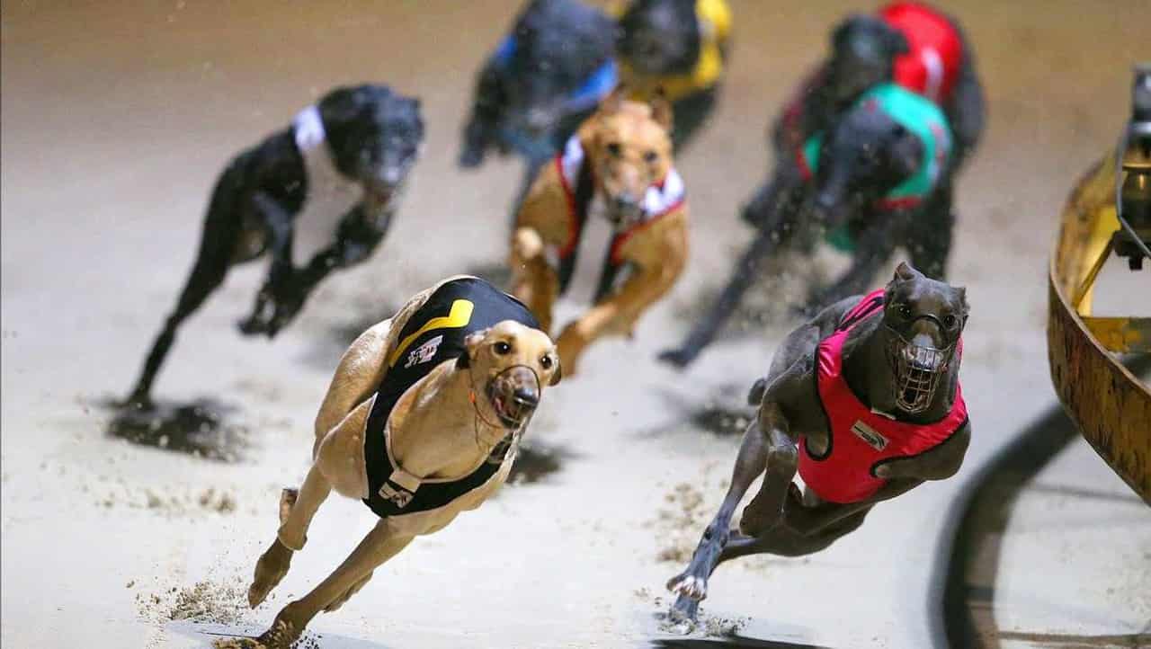 'Troubling allegations' probed at Greyhound inquiry