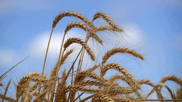 Dry spring a blow to grain harvest hopes in the West