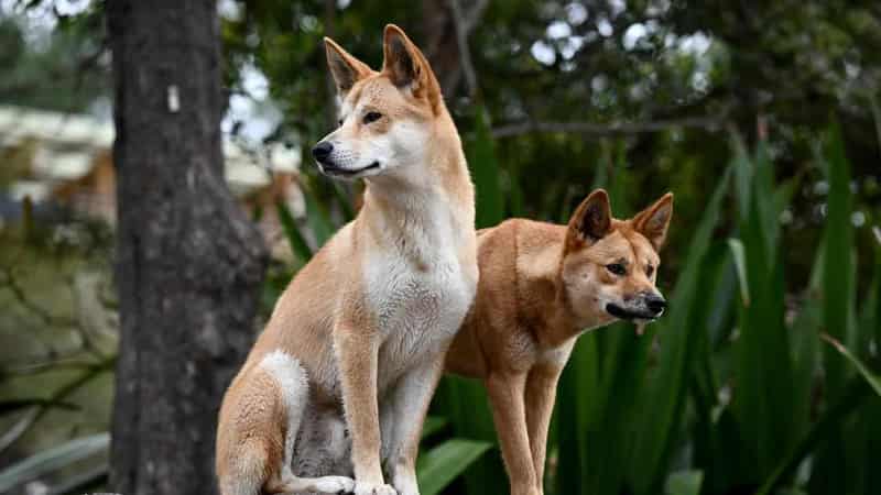 Dingo culls to continue in most of Victoria