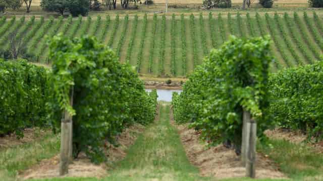 Australia brings vineyard diplomacy to India trade meet