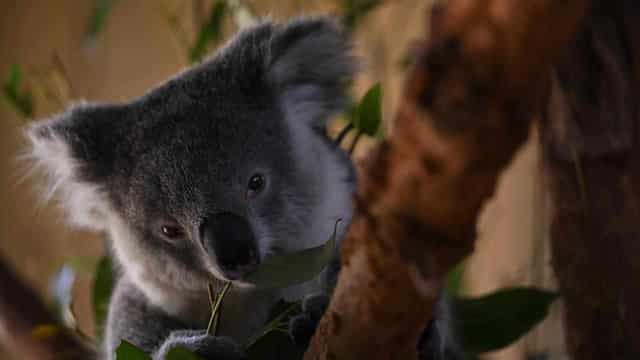 Koala park census sparks fresh survival hopes