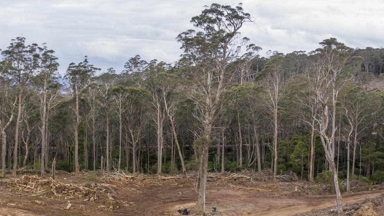 Panel ponders end of native forest logging in NSW