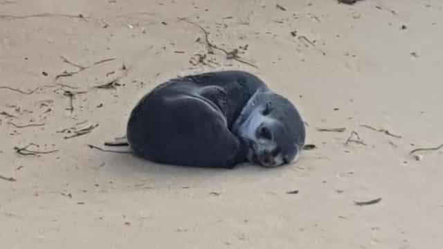 Baby fur seal dies after being found injured on beach