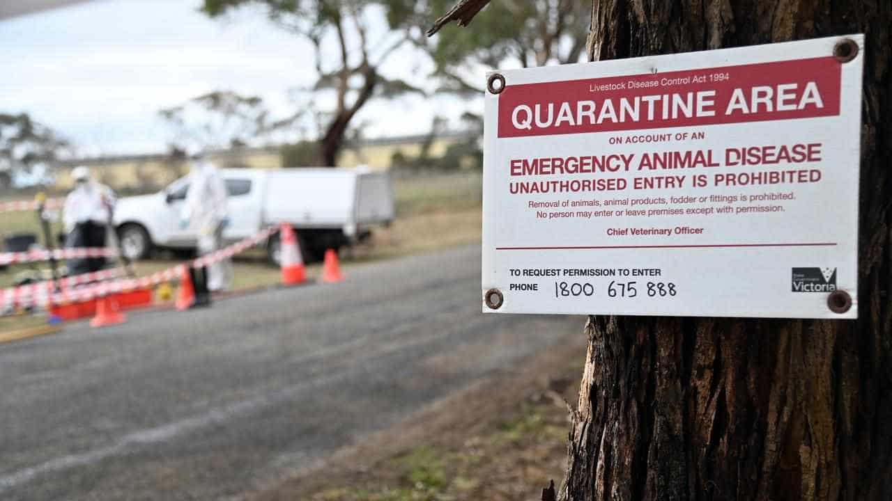 Devastating bird flu strain 'on Australia’s doorstep'