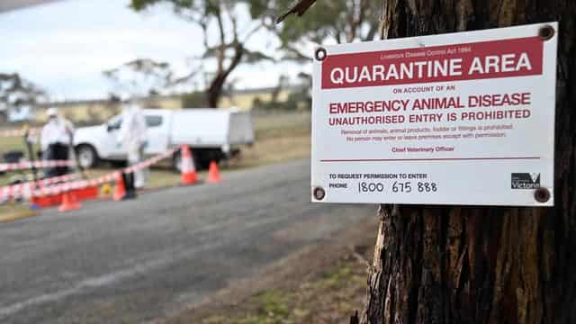 Devastating bird flu strain 'on Australia’s doorstep'