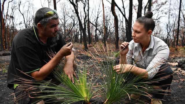 Indigenous knowledge key to reverse environment decline