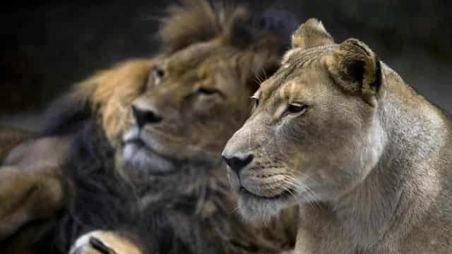 Heatbroken lioness euthanised after partner's death