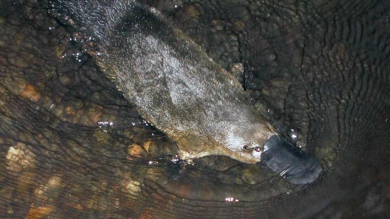 Elusive platypuses detected swimming close to city