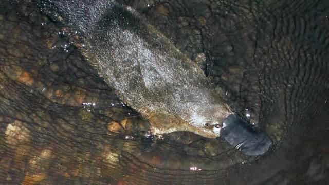 Elusive platypuses detected swimming close to city