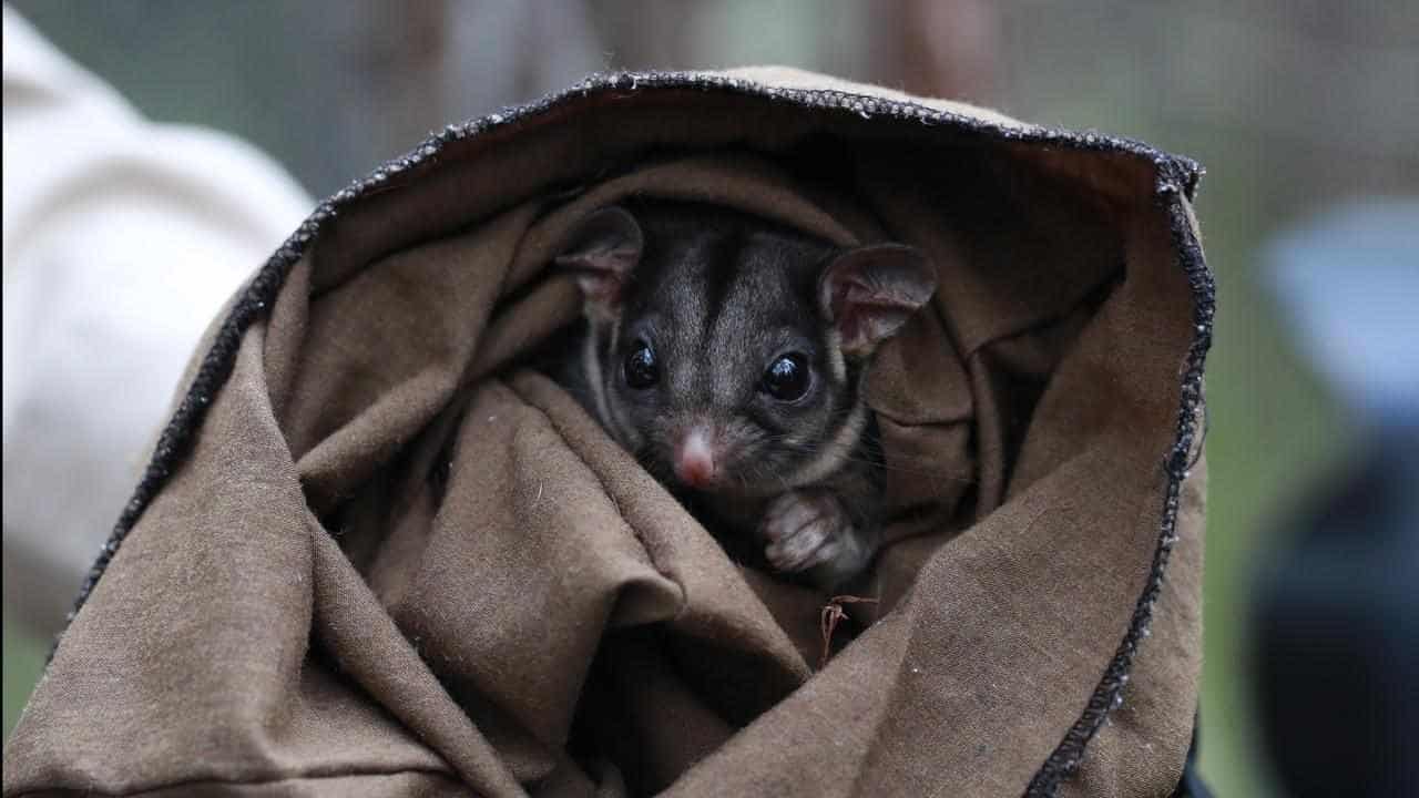 Banking on seeds to help save endangered possum