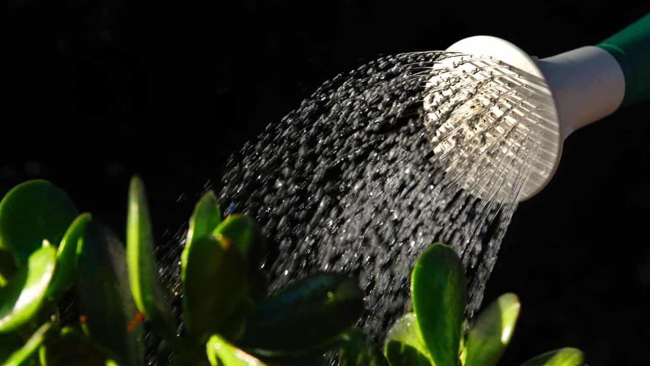 False claim of WEF ban on home-grown food needs composting