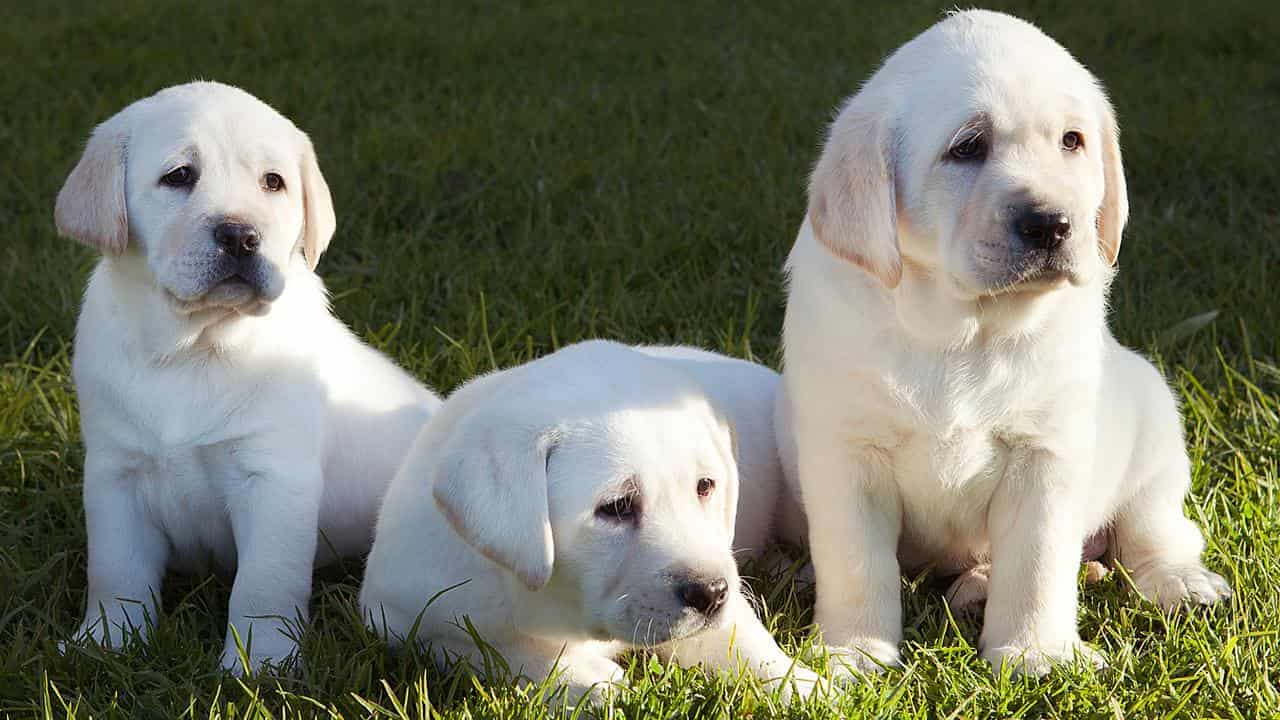 Puppy farms put on short leash with legal crackdown