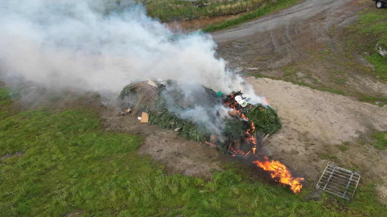 Up in smoke: 'huge' cannabis crop torched after bust