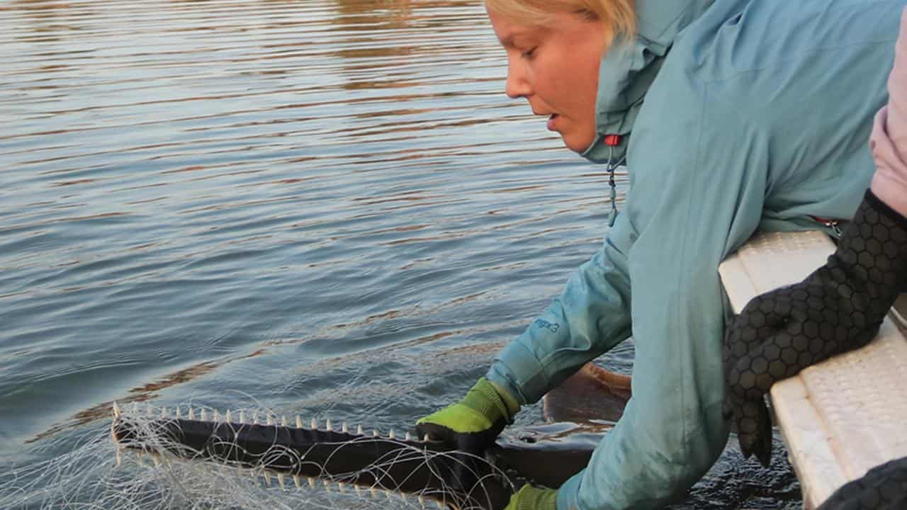 Citizen scientists to help save shark-like rays