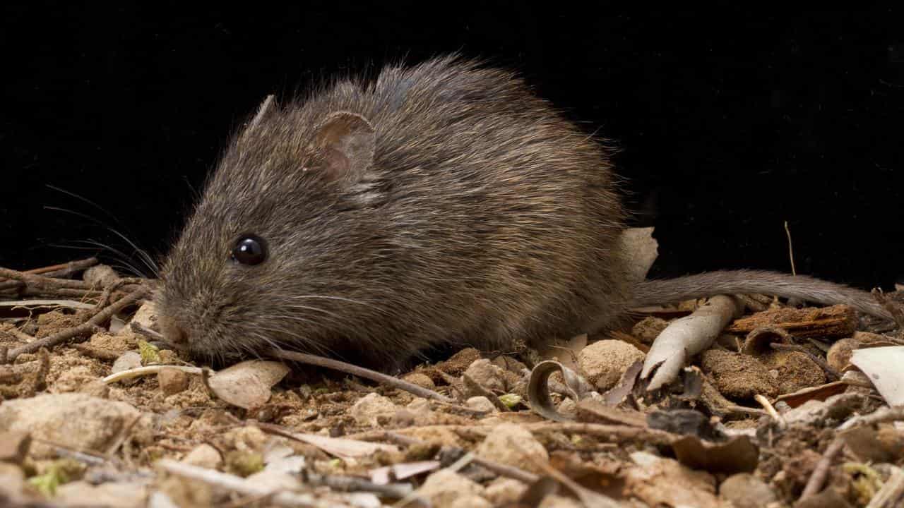 Fears for fluffy mouse as threatened species list grows