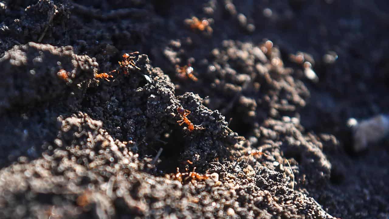 Authorities cop fire over response to ant 'super pest'