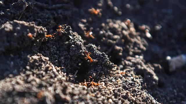 Authorities cop fire over response to ant 'super pest'