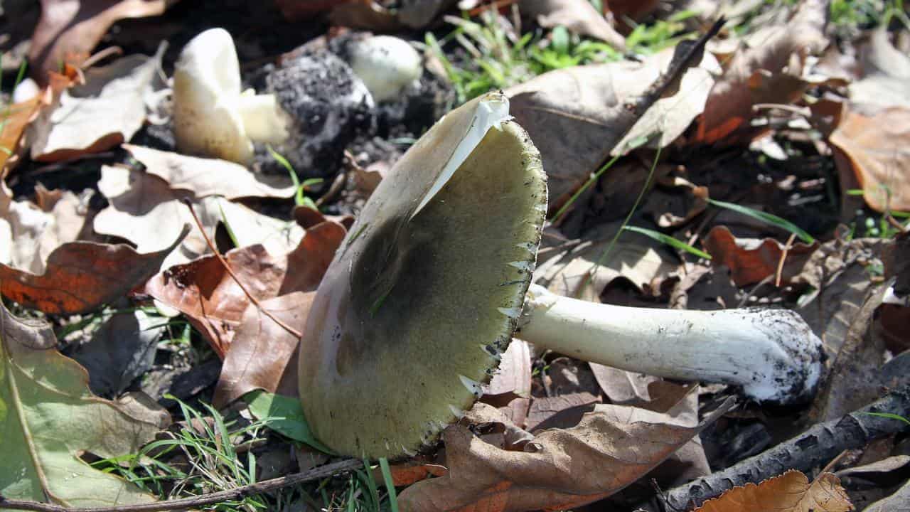 Wild mushroom danger call after elderly woman's death