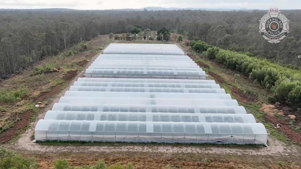 Men face deportation over $30 million cannabis farm