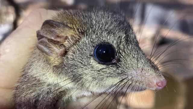 Feisty phascogales fight back from the brink