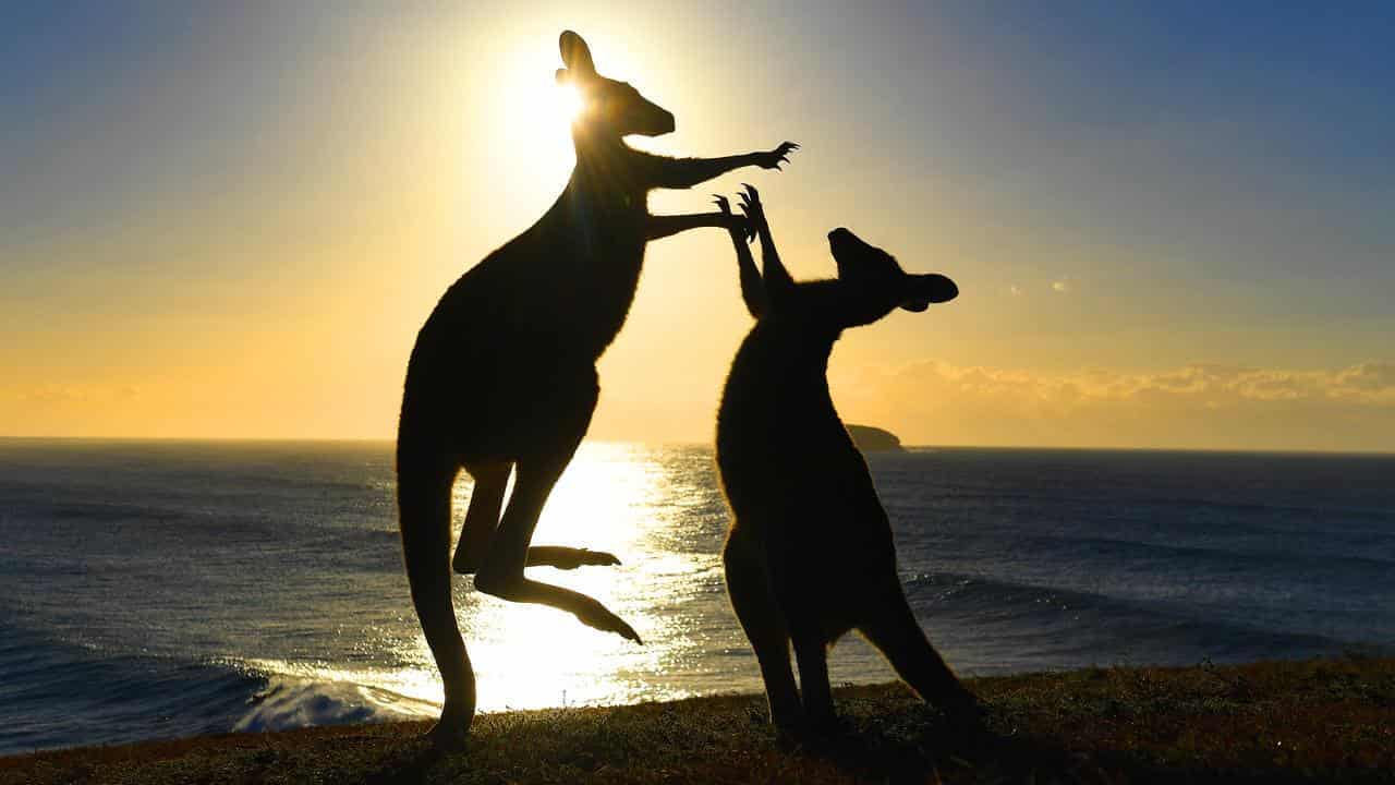 Demand to pressure US senators out of kangaroo ban