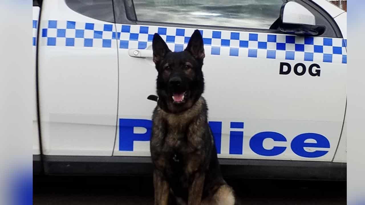 'Devastating' police dog deaths probed after pod fail