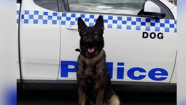 'Devastating' police dog deaths probed after pod fail