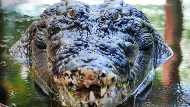 A 'sweetheart': Cassius the record-breaking croc dies