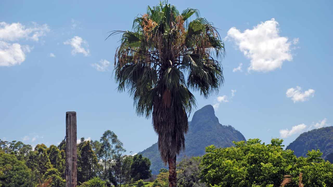 'Vile' neo-Nazi protesters climb Indigenous sacred site