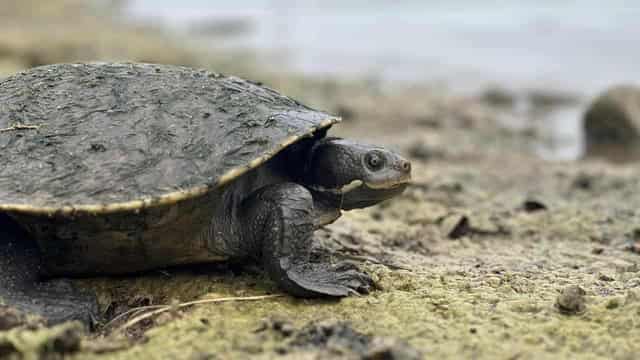 Turtle shell shock as chemicals pose population risk