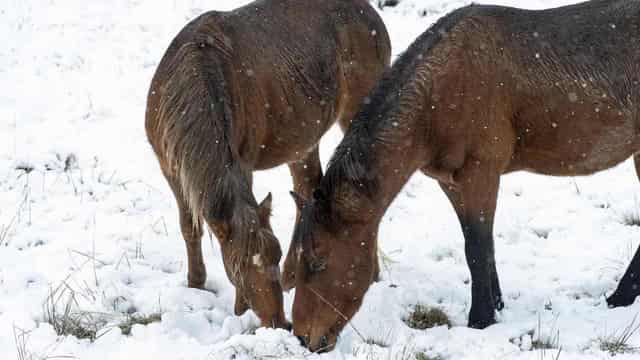 Brumbies cull wins tick of approval, but rift remains