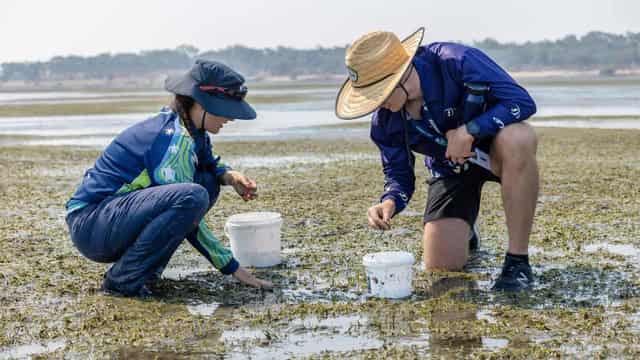 Vast seagrass nursery to rejuvenate wild Reef meadows