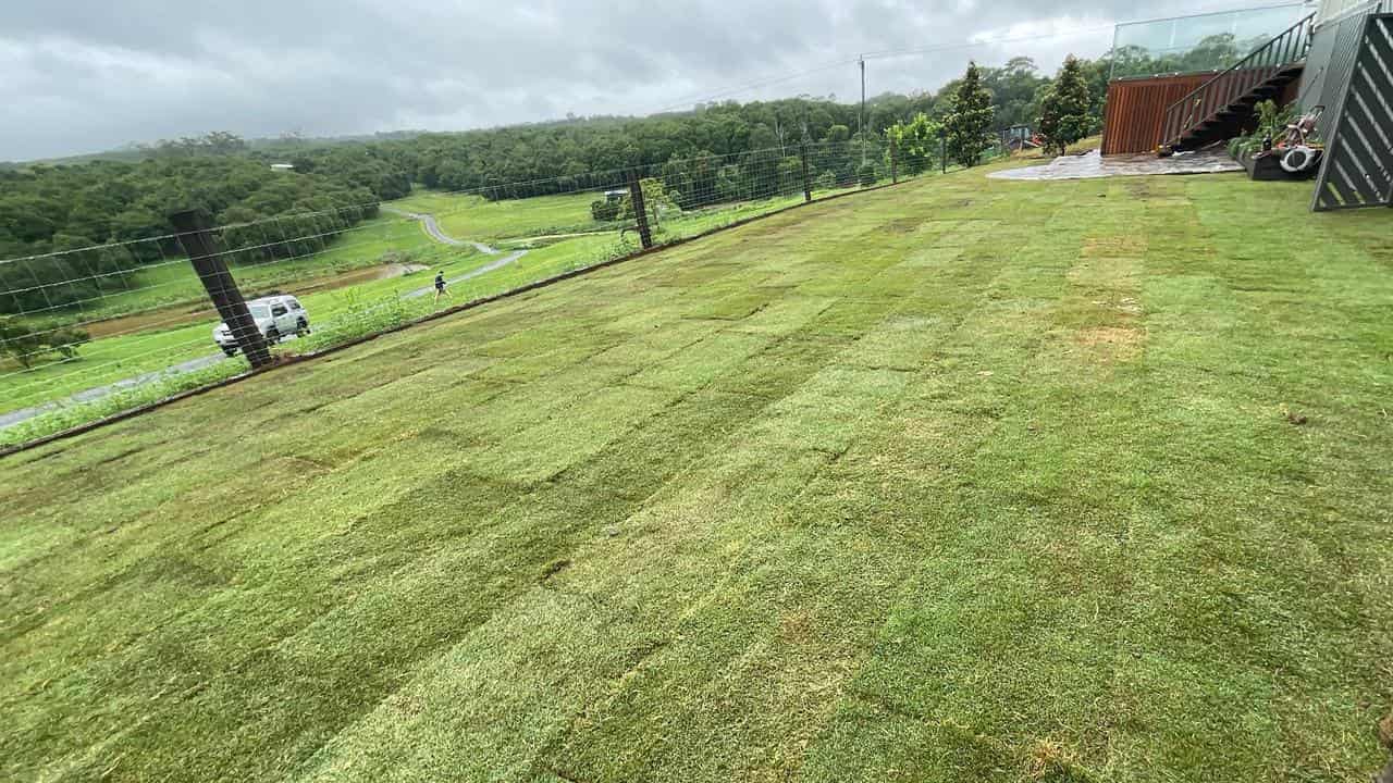 Fire ants escape Queensland hidden in 'treated turf'