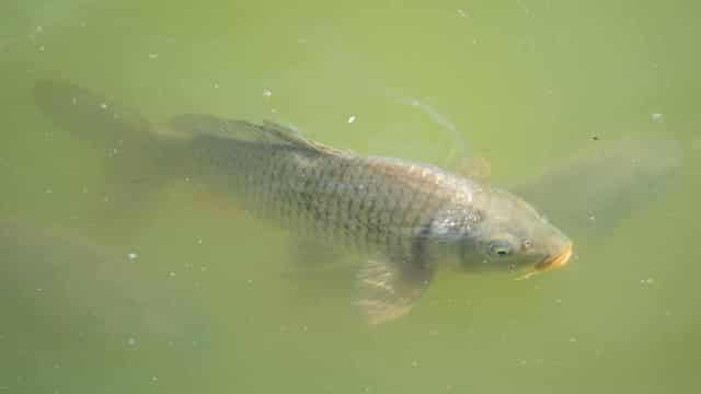 Scientists make splash as native fish risk going under