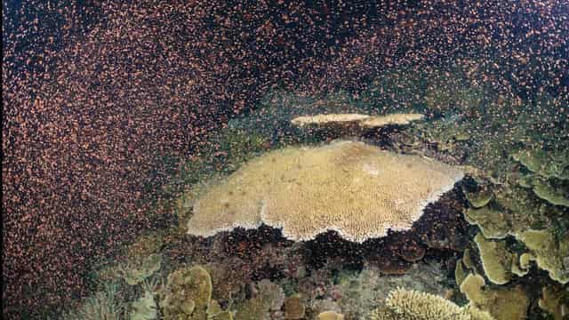 Coral spawning program hailed a great success for reef