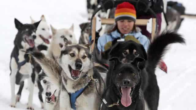 Canada apologises to Inuit communities for killing dogs