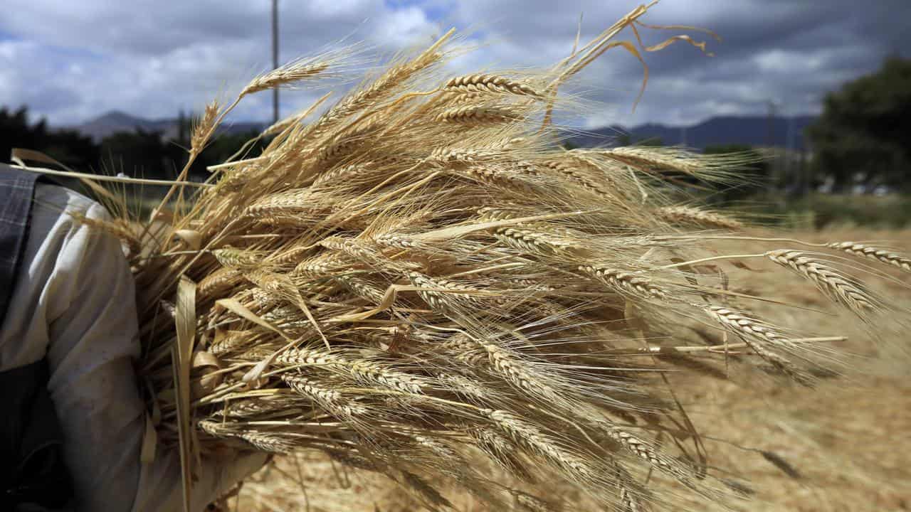 Grain production graph misleads on climate change impact