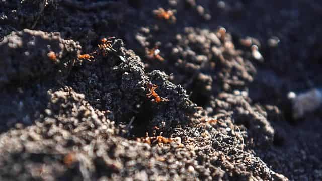 'Emergency measures' needed to suppress fire ant sting