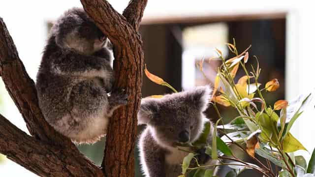 Fur flies over billion-dollar koala park cost claims